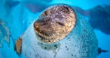 アザラシ、信頼する飼育員に接近したら⇨水中で茶柱状態のまま驚きの行動に…「愛くるしい」「ほのぼの」と反響
