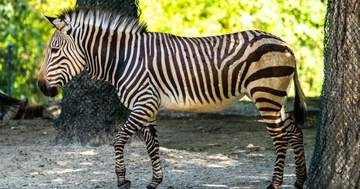 盗み食いしたシマウマ、バレてないと思いきや…⇒「キリン怒ってる！」「めっちゃ見てる」と爆笑集まる