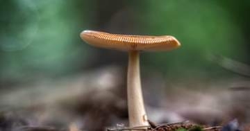 農水省が公開した4種類のきのこ、実は“食べられるのは1つだけ”⇒野食ハンターも「難しい問題だ」と反応