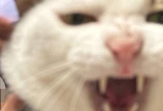 愛猫を撮影していたら…⇒背後のドラマ『VIVANT』阿部寛の存在感に「完璧に吸われてる」と反響