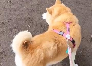 ドッグランに“犬見知り”が集合するとこうなる⇨「全員視界に入ってないフリしてるw」「陰キャわんこ」と爆笑