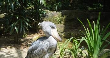 ハシビロコウ、そろりそろりと鯉に近づくと…“捕食シーン”が俊敏すぎる⇨「こんなに早く動けるんか」