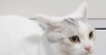 愛猫が爪研ぎポールに登ったら…⇨まさかの体勢に「バランス感覚すごい」「ウンコしそう」と爆笑