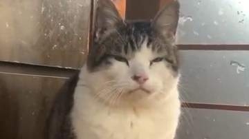 19歳の貫禄猫、見た目を裏切る鳴き声に耳を疑う人続出⇨「想像を超えてきた」「そうきたか…可愛い」と反響