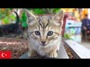 トルコ・イスタンブールの猫を“8時間”眺める動画が爆誕⇨「ずっと見てられる」「めっちゃ助かる」と沼る人続出