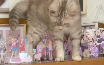 愛猫が“大量アクスタ”の棚に侵入、飼い主は焦るも…⇨驚きの結果に「ほんと器用」「めちゃくちゃ気を遣ってる」の声