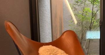 気合を入れて購入したのに…。人間は決して座ることができない椅子に「わかります」と愛猫家の共感の声