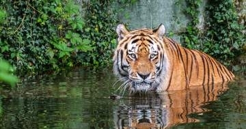 アムールトラの“家猫すぎる”寝姿に爆笑⇨「うちの猫と同じ体勢」「お前の野生はどこ行ったww」