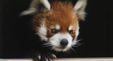 二足で立ち上がるレッサーパンダ・風太の孫⇨堂々たる立ち姿に「血は争えない」「着ぐるみ感満載」と反響