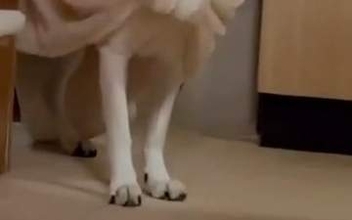 雷に怯える犬、耳を包んでみたら…⇨まさかの変身に「何この可愛い生き物は」「これはアザラシですね〜」の声