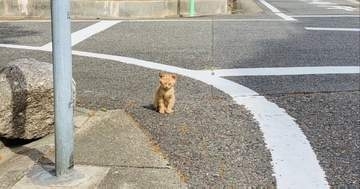 命の危機に瀕していた子猫が激変！⇨“保護から8年”ショットに「間違いなく愛」「幸せな証拠」と反響