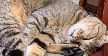 「野良産まれの成れの果て」が幸せすぎる。ブラッシングされる猫の無防備な姿に「されるがまま」「ネコの開き」