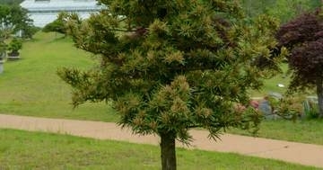 その黒い幼虫、絶対気をつけて。「庭で大繁殖」「ボトボト落ちてきた」木を枯らす虫…目撃相次ぐ