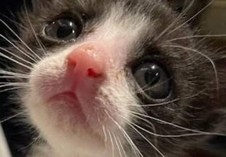 「たれ目っぽい天使」はどこへ…？生後2カ月⇒1歳の“激変”に「ニャン相が随分変わって」と驚きの声
