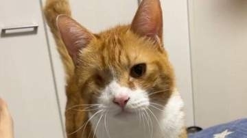 元保護猫、全力で甘える姿に…⇒「自分の能力の全てを使ってきている」と国境を超えて反響