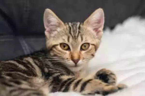 お祈りに向かう「猫」が修道院で発見される。外務省の写真が「なんと敬虔な」「気品ある」と話題