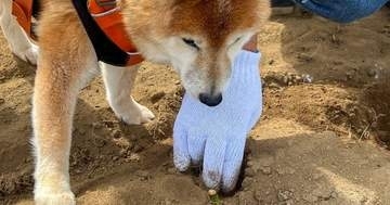 犬たちの芋掘りイベントが大盛況！⇨飼い主が汗だくで掘る一方「まあ想定内」柴犬が見せた姿に注目