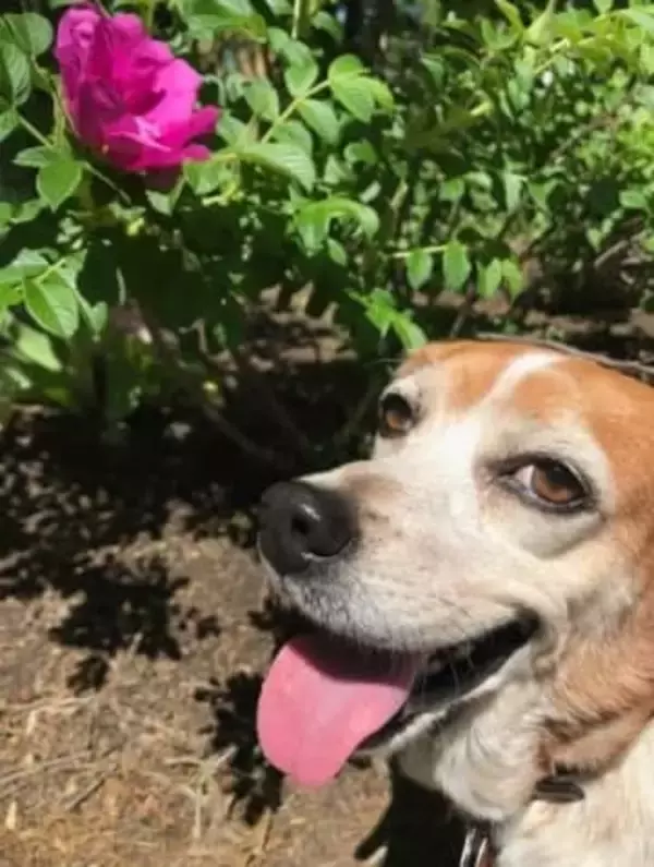 “悪夢”のような犬が我が家に。飼う気はなかったのに人生が変わった