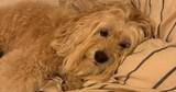 「寝室でまったりする愛犬を見つめていたら…⇨飼い主に見せたウィンクが完璧すぎた」の画像1