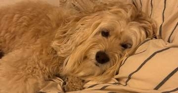 寝室でまったりする愛犬を見つめていたら…⇨飼い主に見せたウィンクが完璧すぎた