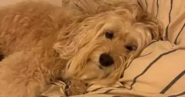 寝室でまったりする愛犬を見つめていたら…⇨飼い主に見せたウィンクが完璧すぎた