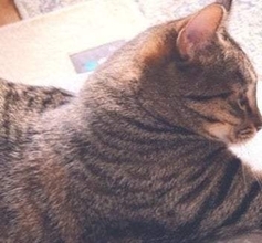 怒られるけど、それでもちょっかいを出す猫。愛猫の“かまって行動”に「したくなる気持ちもわかる」の声