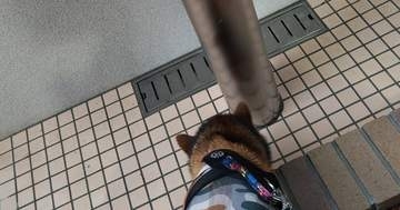 埼玉・和光樹林公園で犬用の“水洗トイレ”を発見⇨「綺麗すぎた？」3日間挑戦した愛犬が驚きの反応