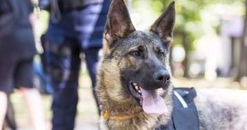 高知県警の警察犬、“相棒”から“愛犬”へ。引退後もパートナーの巡査部長と一緒「よかったね！」「理想的な形」