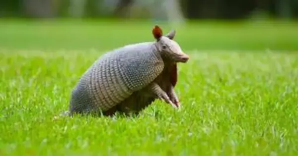 “へそ天”で爆睡⇨起き上がれずジタバタするアルマジロ。飼育員とのやりとりに「大切にされて安心しきってる」の声