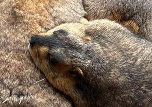 窓辺で縦横無尽に戯れるマーモット⇨まさかの「卍」フォーメーションに「テープなしの段ボールの蓋」「風車みたい」の声