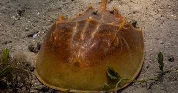 透け透けの卵の中で…クルクル回る“カブトガニの赤ちゃん”が可愛すぎる⇨「神秘的だね〜」「ずっと見てられる」