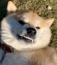 愛犬の“歓迎ポーズ”が独特すぎた⇨その仕草に「ありがたや」「めちゃループしてしまう」