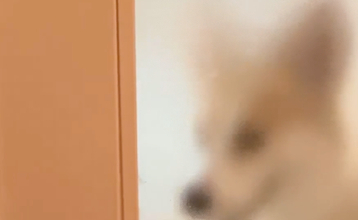 コーギー犬の笑顔が消えていく⇨「なんでや」「怖いよ」と爆笑の嵐