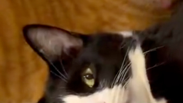 「羨ましいやろ？」至れり尽くせり状態の猫のドヤ顔に「このねこちゃんになりたい！笑」「お手本のようなドヤ顔」と反響