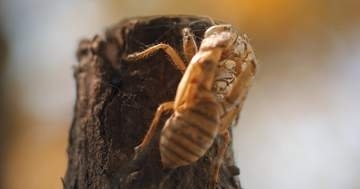 プロのギタリストが“セミ4匹”で音楽を奏でたら…⇒「うるさいのにカッコいい」「カオスwwww」と話題
