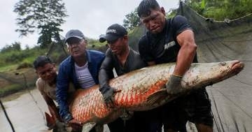 世界最大級の淡水魚が大胆バッグに！リアルすぎる形に「欲しすぎる」「可愛い！」の声