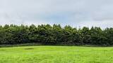 「ここに猫がいます。牧場の草むらに紛れる看板猫の姿に「いいお顔」と反響」の画像1