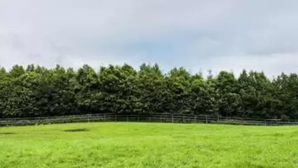 ここに猫がいます。牧場の草むらに紛れる看板猫の姿に「いいお顔」と反響