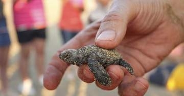 頭が2つ、珍しいカメの赤ちゃんが見つかる⇒「左のが個性が強い」「両方とも餌を食べた」と保護施設も興奮
