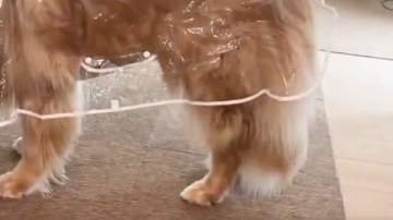 “雨の散歩”を前に虚無顔になったゴールデンレトリバー⇨「絶望感が半端ない！」「最高すぎるw」と爆笑