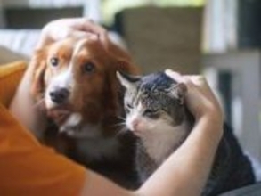 離婚したらペットはどうなるの？裁判になるケースも...「親権」「養育費」「面会」について解説