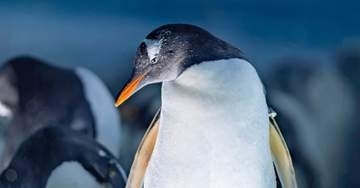 「AIかと思った」ペンギンの“狂気のショット”⇨「何があったの」「ムンクの叫び！？」