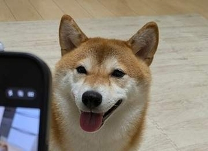 「愛犬を上手に撮る方法」を実践したら⇨“チョロすぎる結果”に「100％良い写真が撮れるw」「そんな手が！！」