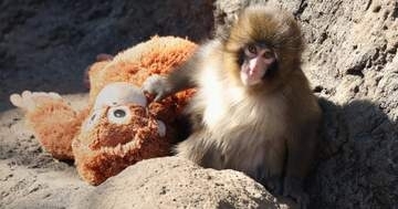 子ザルのパンチくん、オリジナル切手を市川市動植物園で先行販売。入手方法は？