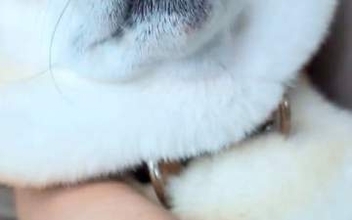 ヒトの赤ちゃんのように眠る柴犬⇨幸せあふれる寝顔に「たまらん」「良い顔してる！」