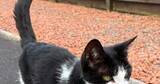 「白黒猫だと思っていたのに…！光に照らされ現れた模様に驚き⇒「これは大発見」「う、うちもです！」と反響」の画像1
