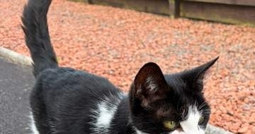 白黒猫だと思っていたのに…！光に照らされ現れた模様に驚き⇒「これは大発見」「う、うちもです！」と反響