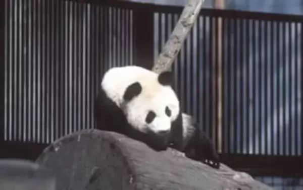 日本で消えたのに世界で爆売れ？明治の海外限定お菓子「ハローパンダ」、売上高年200億円ヒットの理由