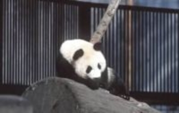 日本で消えたのに世界で爆売れ？明治の海外限定お菓子「ハローパンダ」、売上高年200億円ヒットの理由