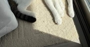 「頭が2つの猫」にネット驚き⇒完璧な一体化に「溶け合ってますね」「やはり液体」の声
